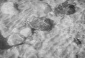IIP Online Student Photography